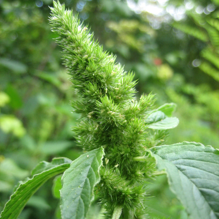 Retroflexus Amaranth plant