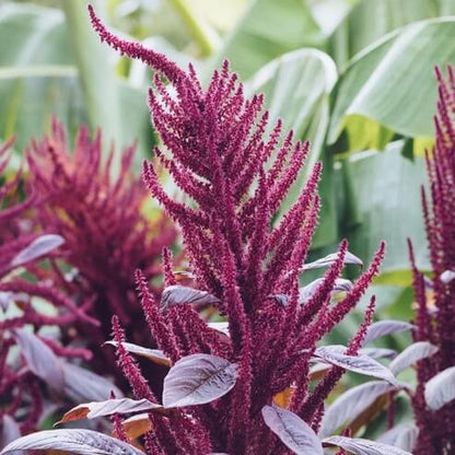 Purple Amaranth plant