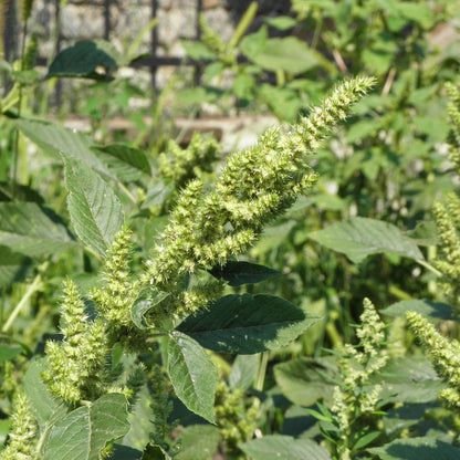 Retroflexus Amaranth plant