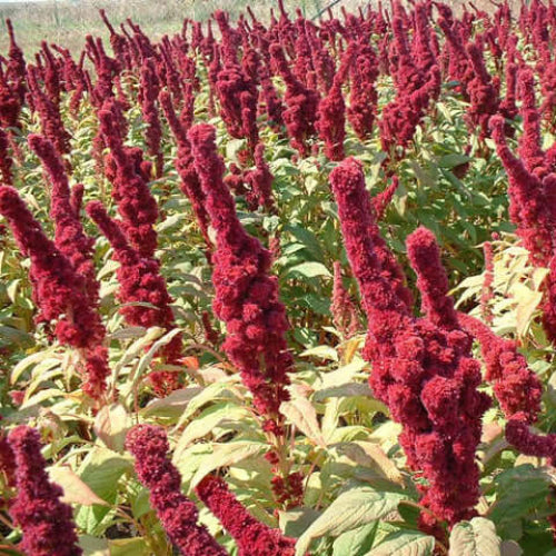Amaranth plant
