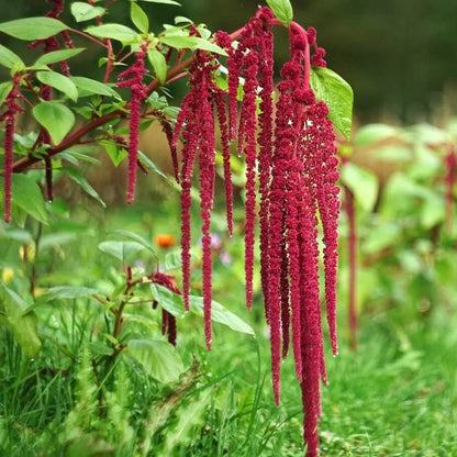 Amaranth plant