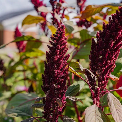 Amaranth plant