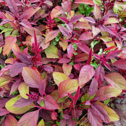 Purple Amaranth plant