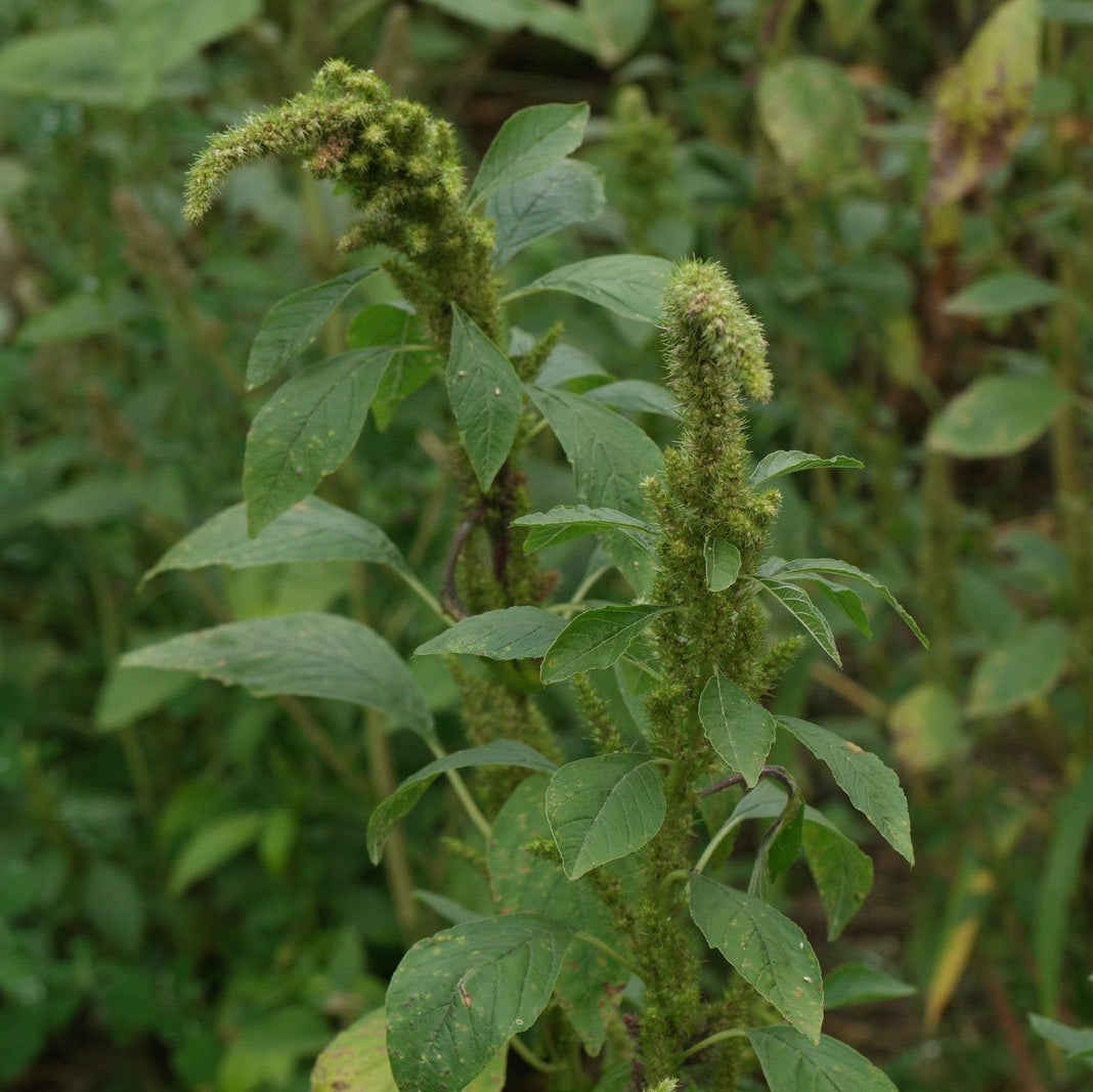 Retroflexus Amaranth plant