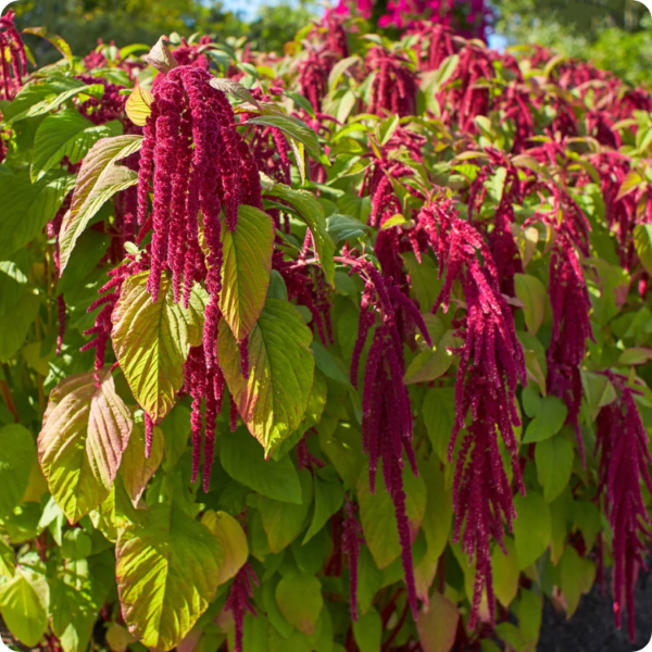 Cruentus Amaranthus plant
