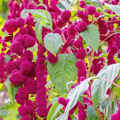 Cruentus Amaranthus plant