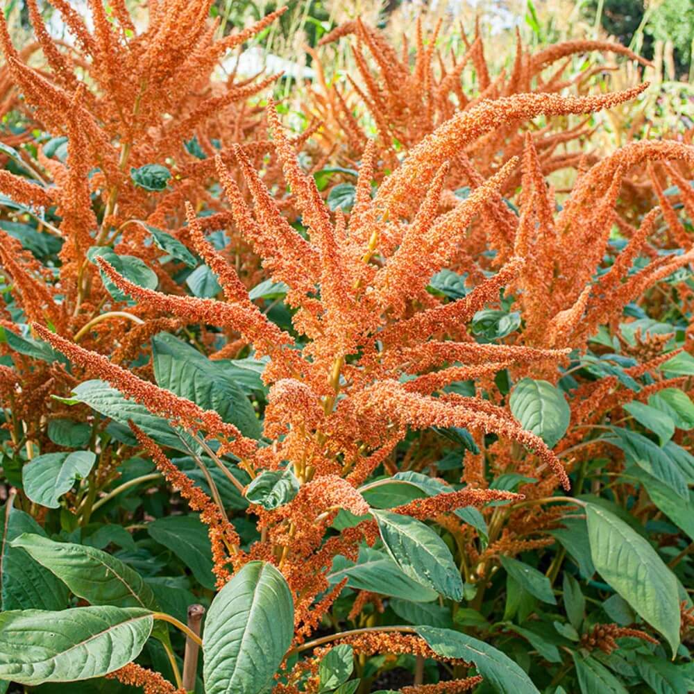 Orange Giant Amaranthus plant