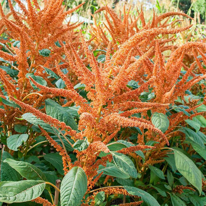 Orange Giant Amaranthus plant