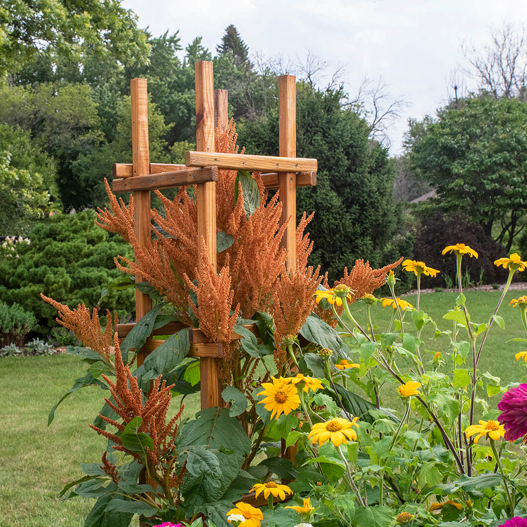 Orange Giant Amaranthus plant