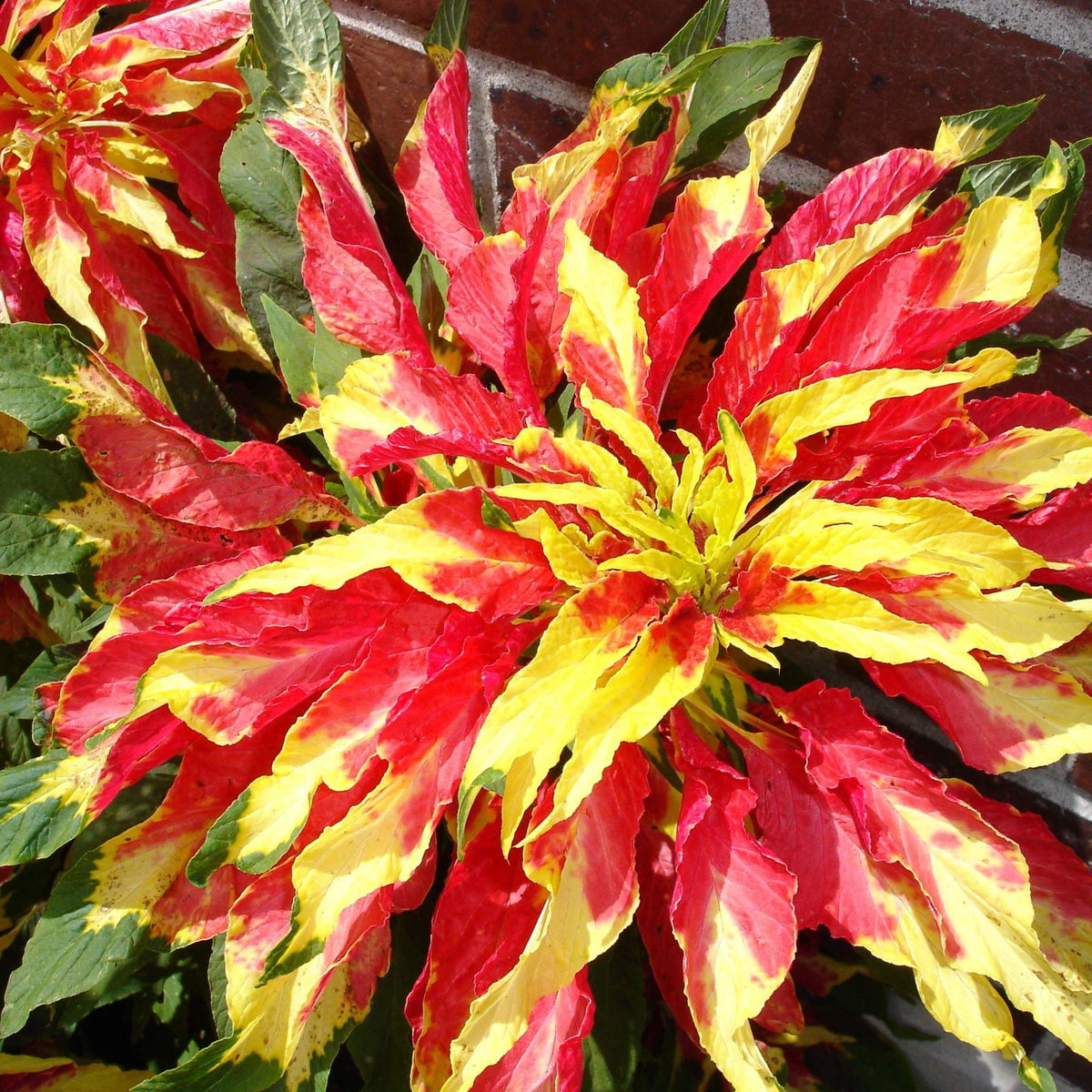 Perfecta Rainbow Amaranthus plant