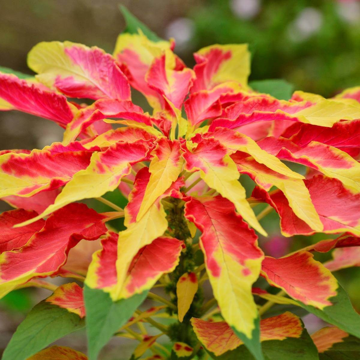Perfecta Rainbow Amaranthus plant