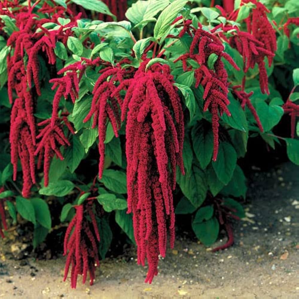 Love-Lies Amaranthus plant