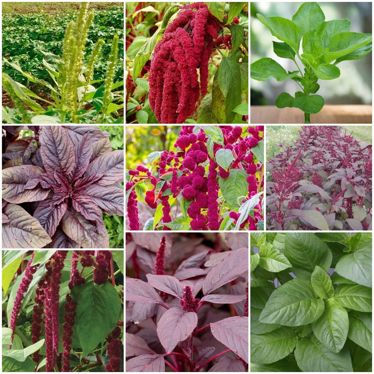 Amaranthus plant