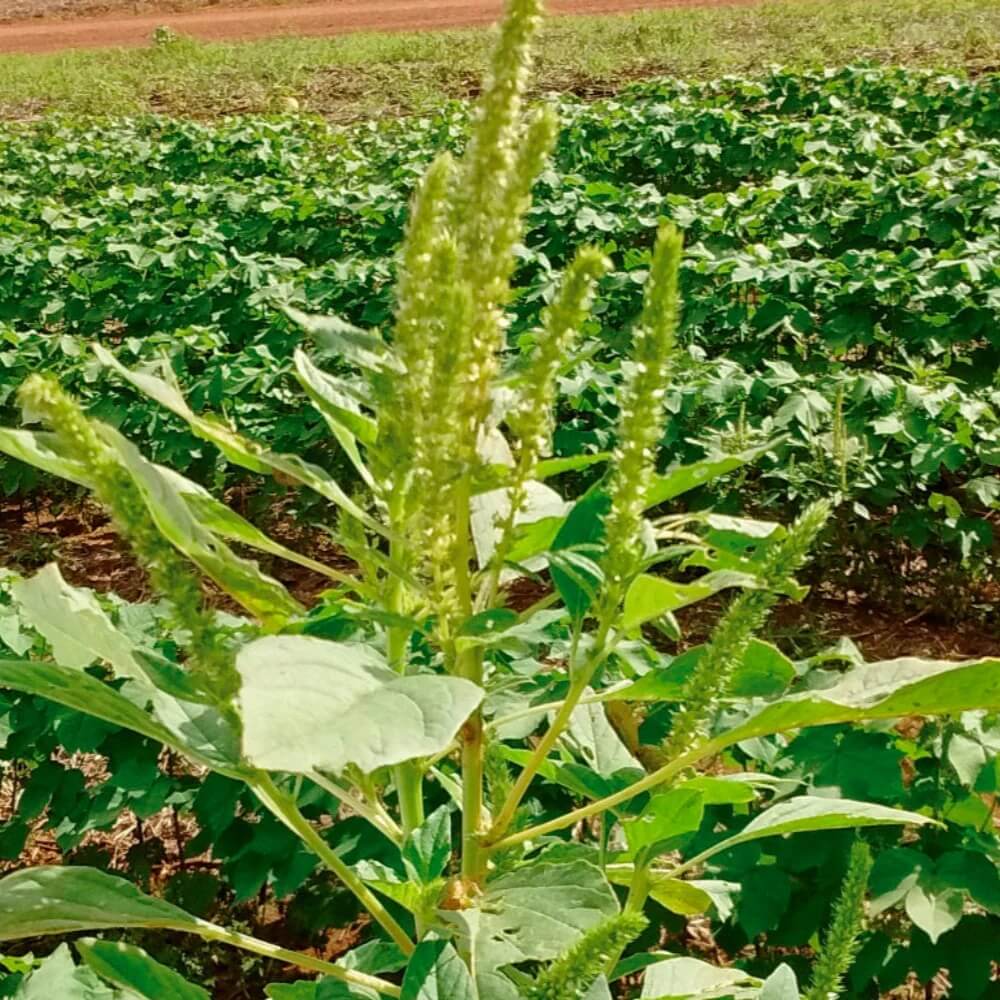Amaranthus plant