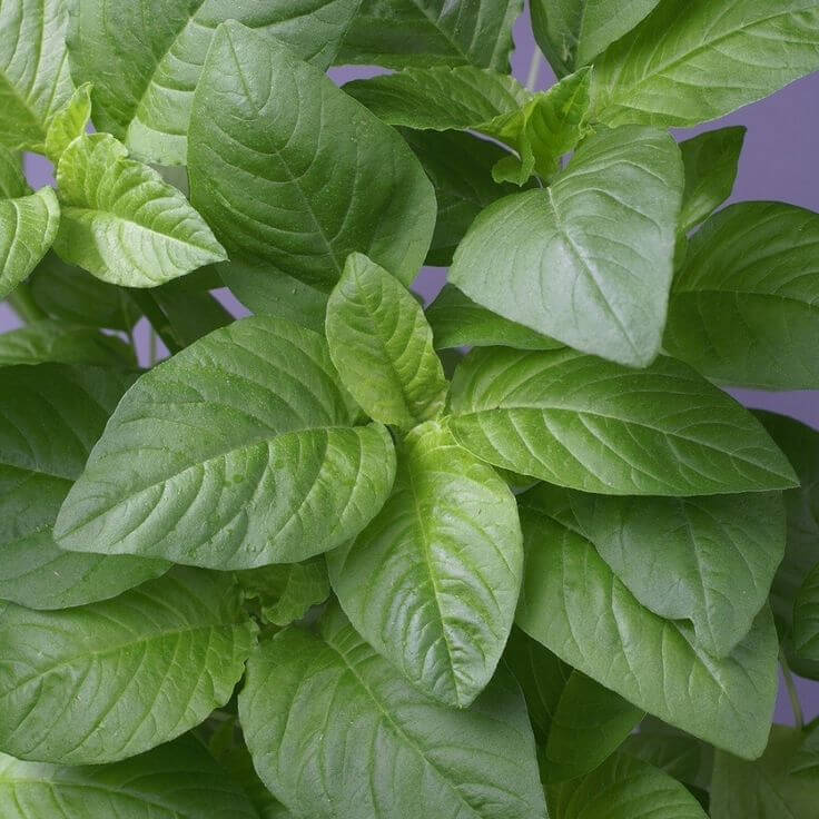 Amaranthus plant