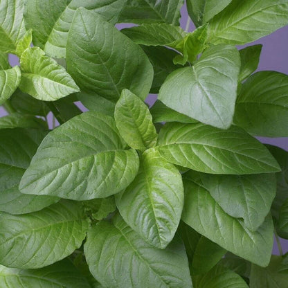 Amaranthus plant