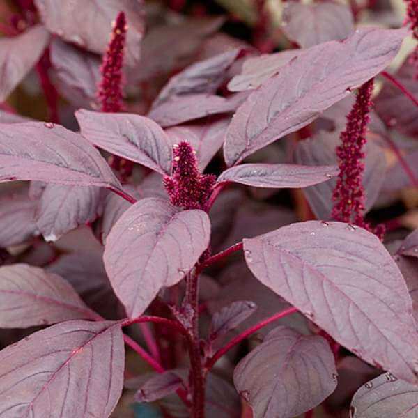 Amaranthus plant