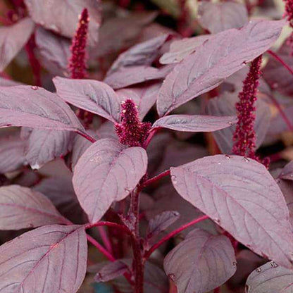 Amaranthus plant