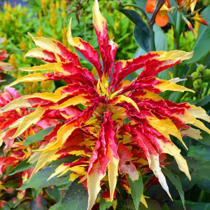 Perfecta Rainbow Amaranthus plant