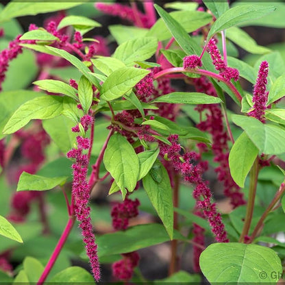 Love-Lies Amaranthus plant