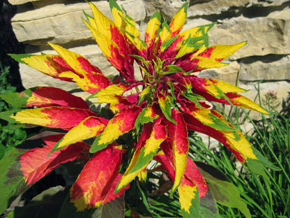 Red Yellow Poinsettia Flower Seeds for Planting – Colorful Holiday Garden Plant