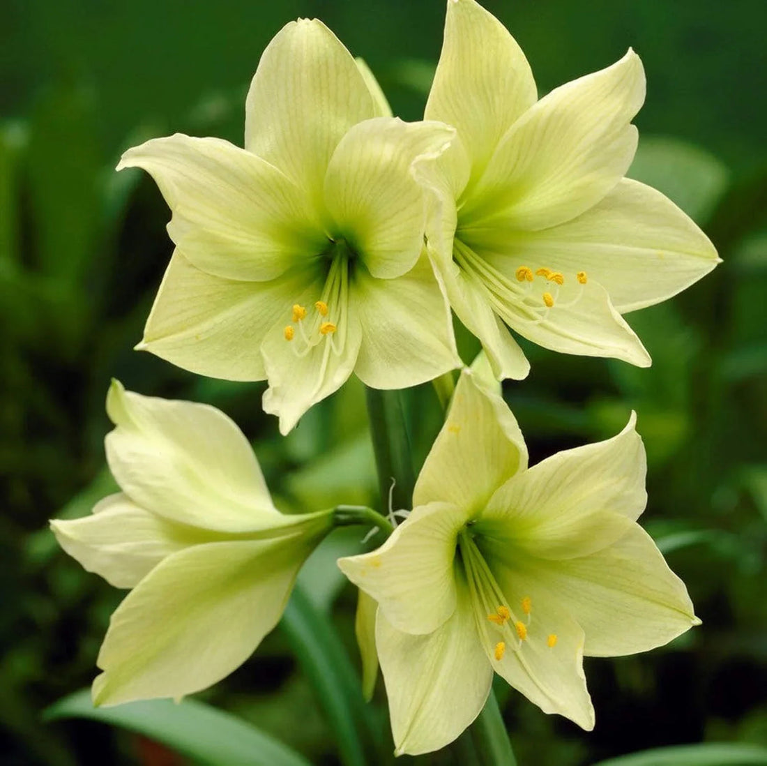 Light Green flower seeds