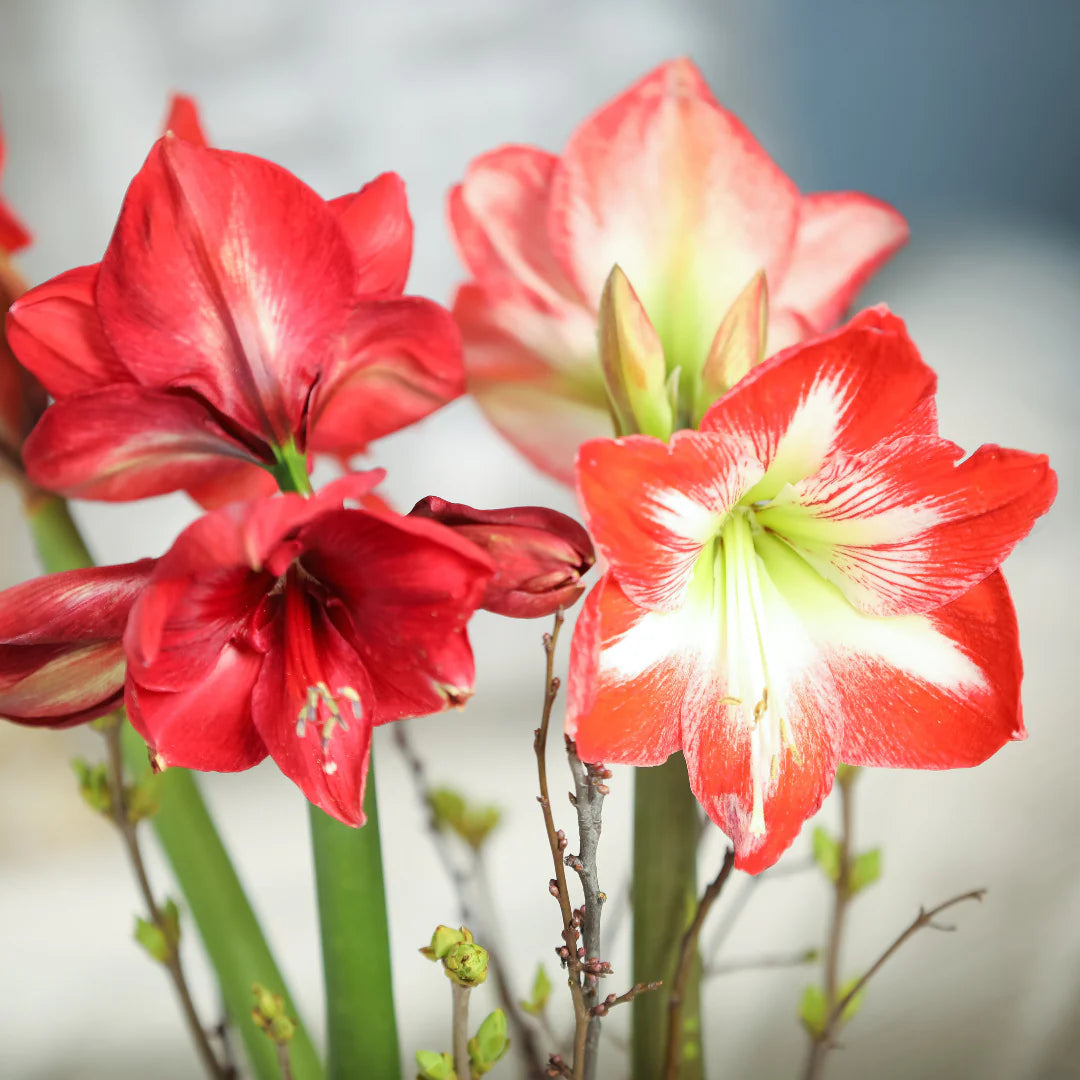 Amaryllis Bulbs flower seeds