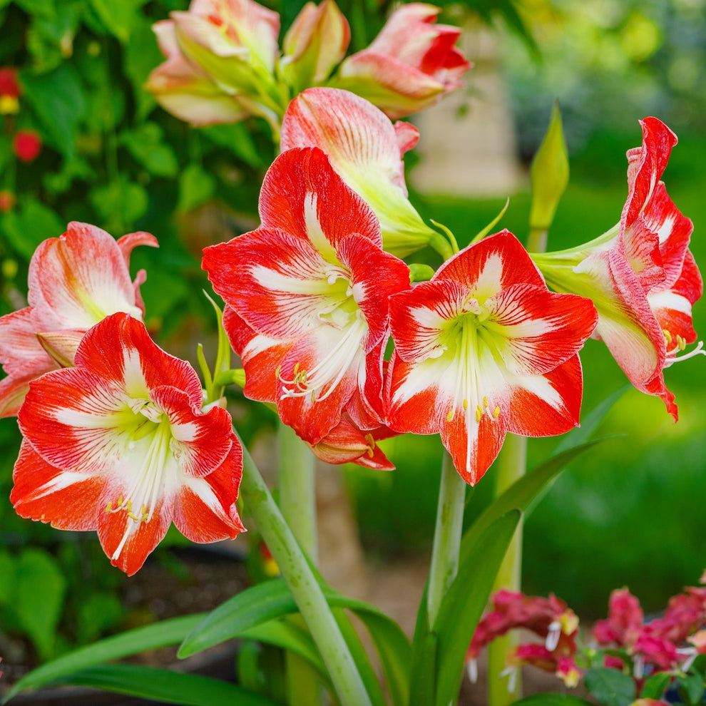 Amaryllis flower seeds