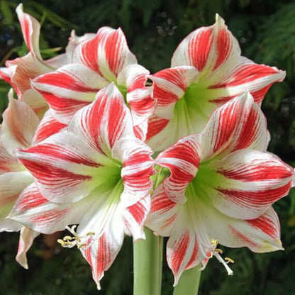 Amaryllis plant