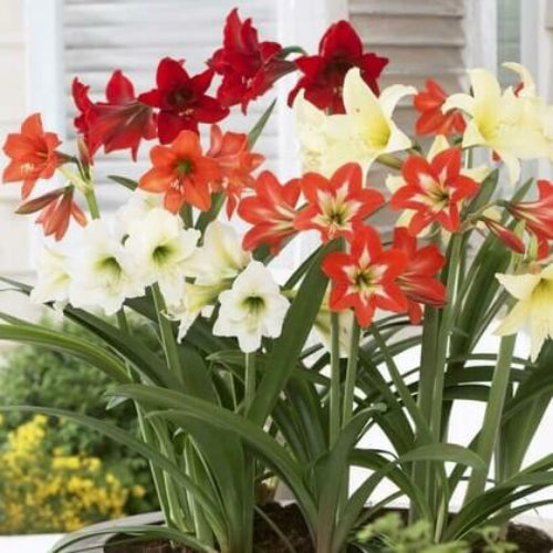 Amaryllis plant