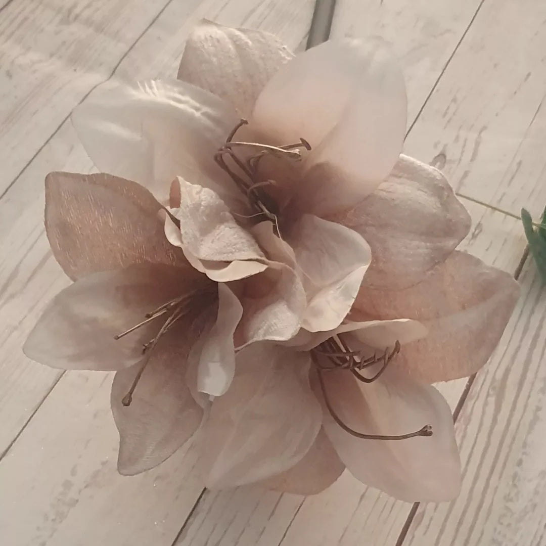 Ash Amaryllis plant
