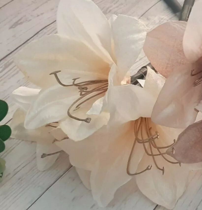 Ash Amaryllis plant