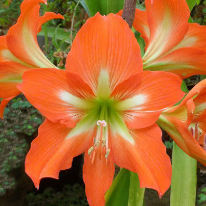 Barbados Amaryllis plant