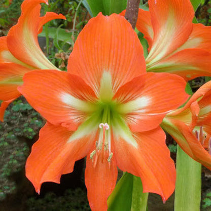 Barbados Amaryllis plant