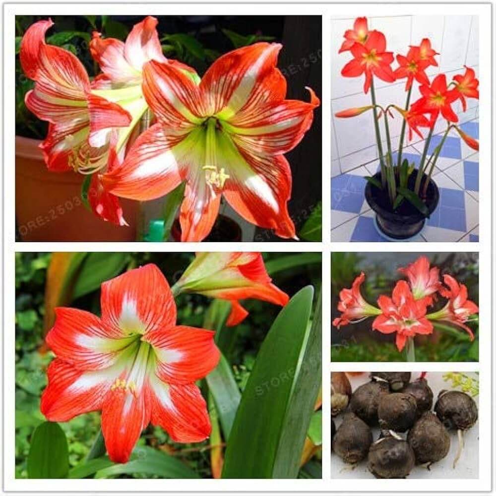 Barbados Amaryllis plant
