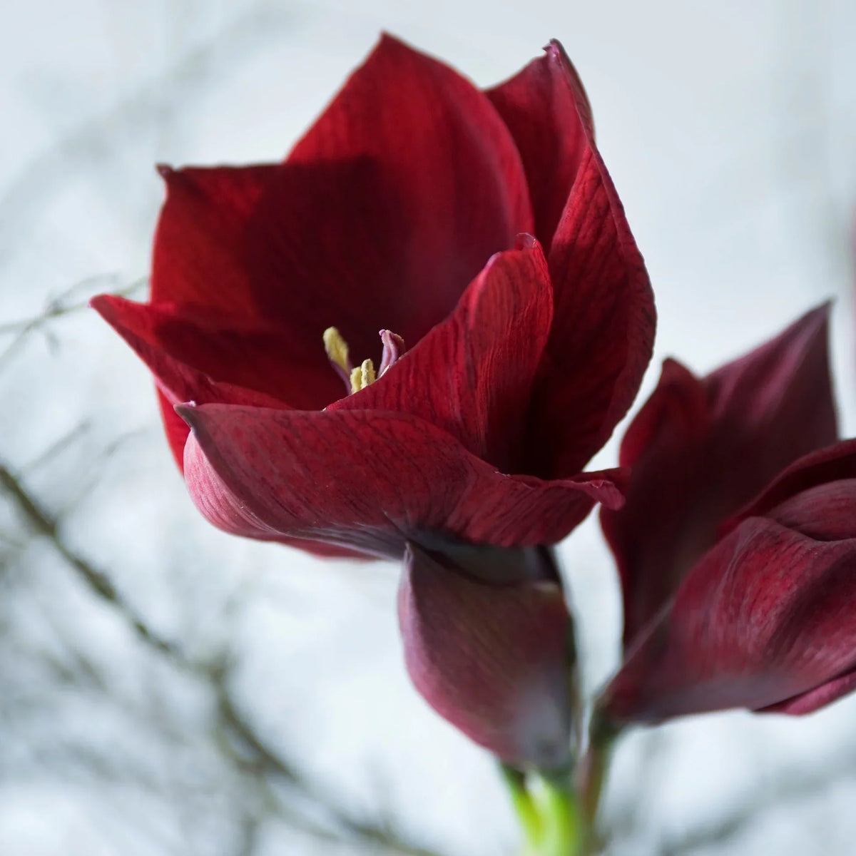 Burgundy Amaryllis plant