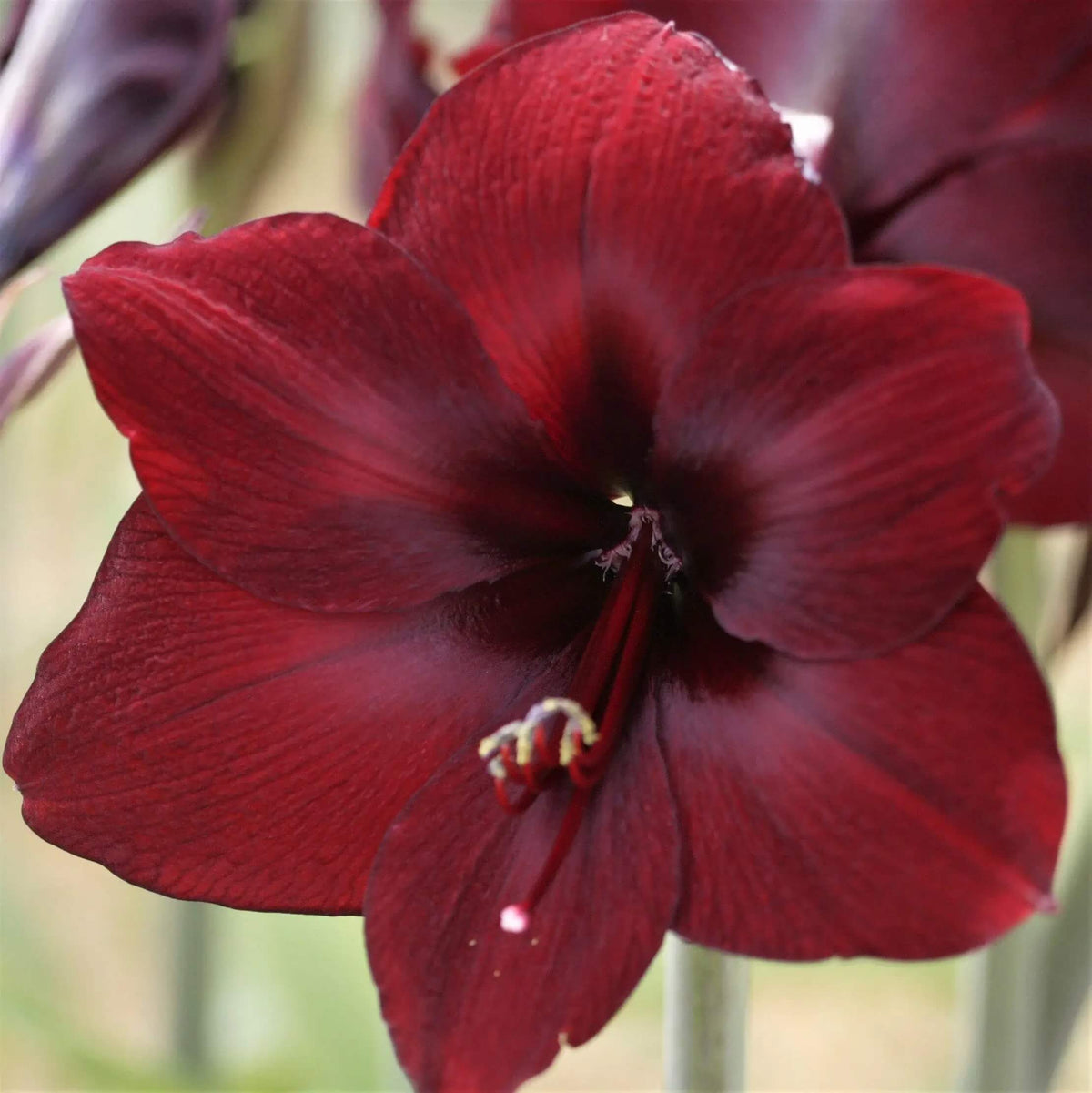 Burgundy Amaryllis plant