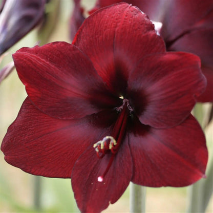 Burgundy Amaryllis plant