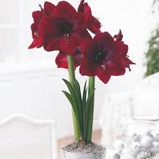 Burgundy Amaryllis plant