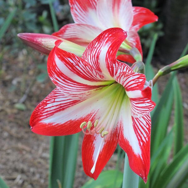 Amaryllis Zwiebeln plant