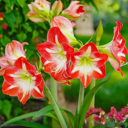Amaryllis Zwiebeln plant