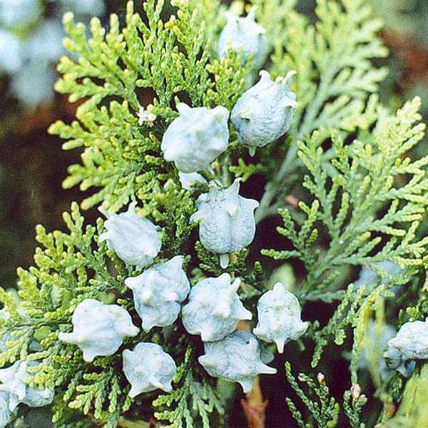 American Arborvitae Tree plant