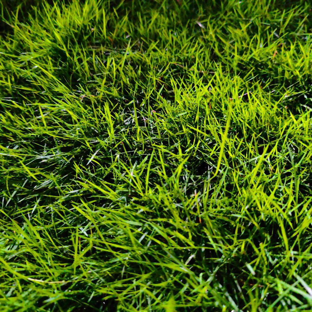 Bermuda grass seeds for planting and warm-season lawn growth