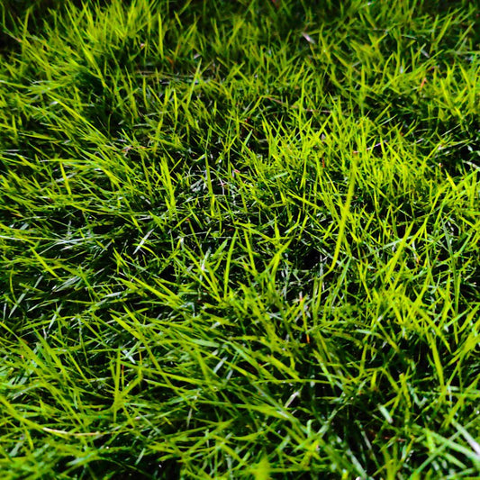 Bermuda grass seeds for planting and warm-season lawn growth