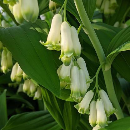 American Solomon’s Seal plant