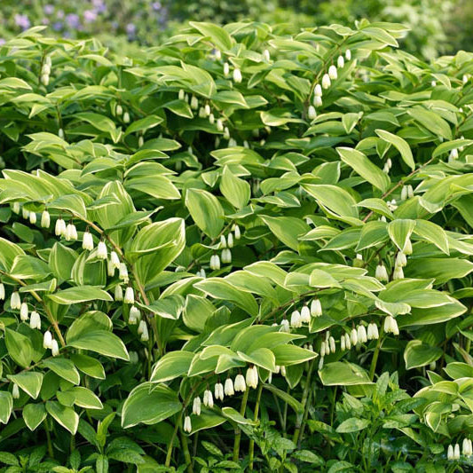 American Solomon’s Seal plant