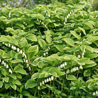 American Solomon’s Seal plant
