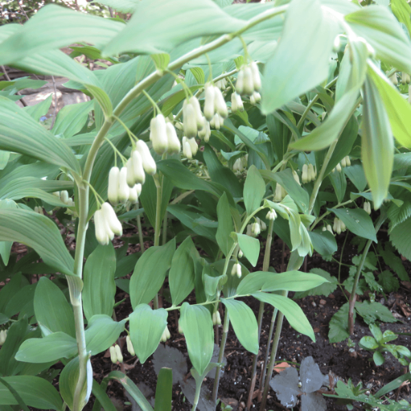 American Solomon’s Seal plant