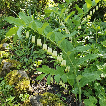 American Solomon’s Seal plant