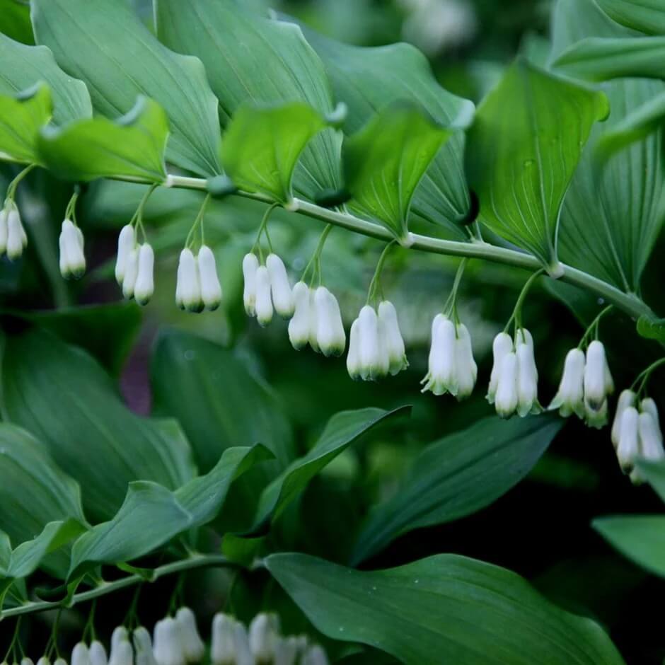 American Solomon’s Seal plant